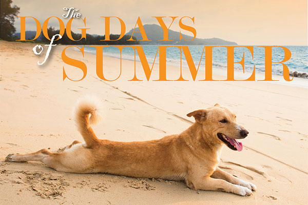 The Dog Days of Summer